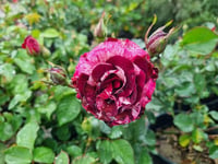 Rosa Purple Tiger Ebruli fidanı