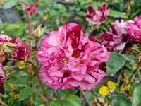 Rosa Purple Tiger Ebruli fidanı