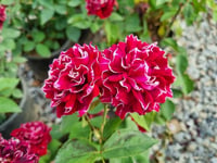 Rosa Roger Lambelin Katmerli Gül fidanı