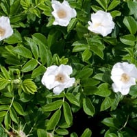 Rosa rugosa Alba Beyaz Çiçekli Yediveren Kuşburnu fidanı