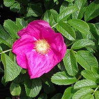 Rosa rugosa Rubra Kırmızı Çiçekli Yediveren Kuşburnu fidanı