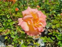 Rosa Southampton Somon Gül fidanı