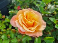 Rosa Southampton Somon Gül fidanı