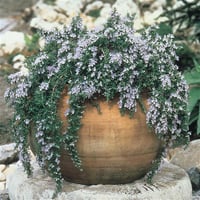 Rosmarinus officinalis Capri sürünücü biberiye fidesi