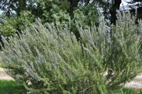 Rosmarinus officinalis Rosemary Biberiye Rozmeri fidanı