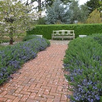 Rosmarinus officinalis Rosemary Biberiye Rozmeri fidanı