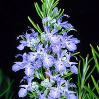 Rosmarinus officinalis Rosemary Biberiye Rozmeri fidanı