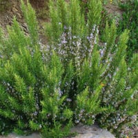 Rosmarinus officinalis Rosemary Biberiye Rozmeri fidanı