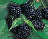 Rubus fruticosa Chester Dikensiz İri Böğürtlen fidanı