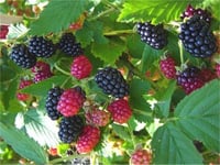 Rubus fruticosus Dikensiz Erkencil Böğürtlen fidan