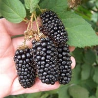 Rubus fruticosus Jumbo İri Böğürtlen fidanı
