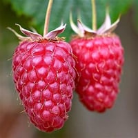 Rubus fruticosus Loganberry fidanı