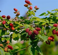 Rubus fruticosus Loganberry fidanı