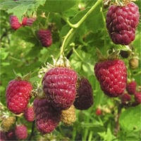 Rubus idaeus Autumn Bliss Sonbahar Ahududu fidanı