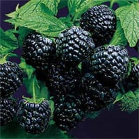 Rubus idaeus Black Jewel Siyah Ahududu fidanı