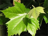 Rubus idaeus Fallgold Beyaz Ahududu fidanı