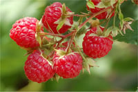 Rubus idaeus Glen Ample Yaz Ahududu fidanı