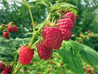 Rubus idaeus Glen Clova Erken Ahududu fidanı