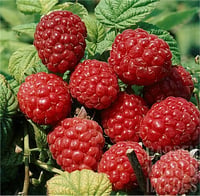 Rubus idaeus Malling Promise Ahududu fidanı