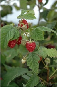 Rubus idaeus Zefa Herbsternte Hollanda Ahududu fidanı