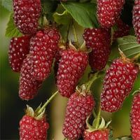Rubus Tayberry Rubus fruticosus x idaeus tay böğürtlen fidanı