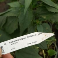 Rudbeckia f. Goldsturm Kara Gözlü Suzan Çiçeği fidesi