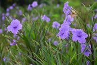 Ruellia brittoniana Bodur Meksika Petunyası Ruelya