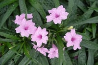 Ruellia brittoniana Pink Katie nana Meksika Petunyası Ruelya fidanı