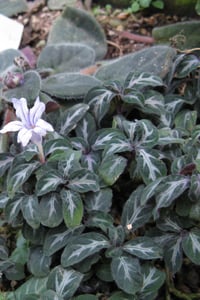 Ruellia devosiana Brezilya Yabani Petunya Fidesi