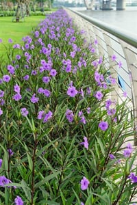 Ruellia simplex Meksika Petunyası Ruelya