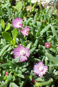 Ruschia lineolata Yıldız halısı