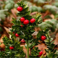 Ruscus aculeatus Dikenli Yalova Mercanı kokina yıl başı çiçeği fidesi