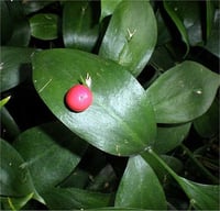 Ruscus hypo. Bodur Yalova Mercanı kokina yıl başı çiçeği fidesi