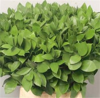 Ruscus hypo. Bodur Yalova Mercanı kokina yıl başı çiçeği fidesi