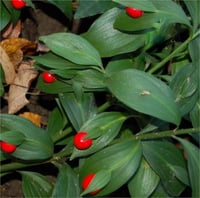 Ruscus hypo. Boylu Yalova Mercanı kokina yıl başı çiçeği fidesi