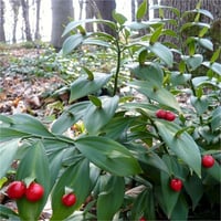 Ruscus hypo. Boylu Yalova Mercanı kokina yıl başı çiçeği fidesi