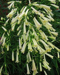 Russelia equisetiformis Alba Beyaz Ada Mercan Çiçeği