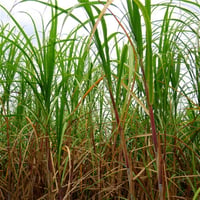 Saccharum officinarum Sugar cane Şeker kamışı fidesi