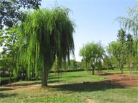Salix babylonica Salkım Söğüt fidanı