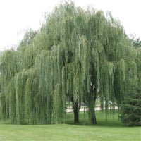 Salix babylonica Salkım Söğüt fidanı