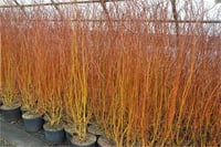 Salix erythroflexuosa sarı kırmızı dallı kıvırcık söğüt fidanı
