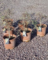 Salix repens Iona Bodur Sürünücü Söğüt Fidanı