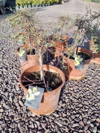 Salix repens Iona Bodur Sürünücü Söğüt Fidanı