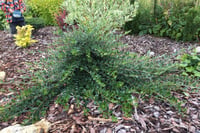 Salix repens Iona Bodur Sürünücü Söğüt Fidanı