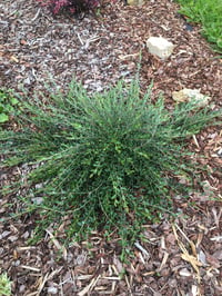Salix repens Iona Bodur Sürünücü Söğüt Fidanı