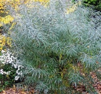 Salix rosmarinifolia fidanı Rozmarin Yapraklı Söğüt fidanı