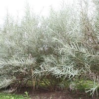Salix rosmarinifolia fidanı Rozmarin Yapraklı Söğüt fidanı