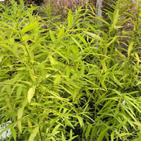 Salixvudensis Golden Sunshine Söğüt Fidanı