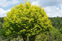 Salixvudensis Golden Sunshine Söğüt Fidanı