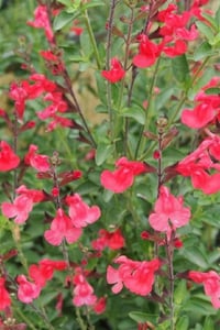 Salvia j. Bebek Adaçayı Flammenn